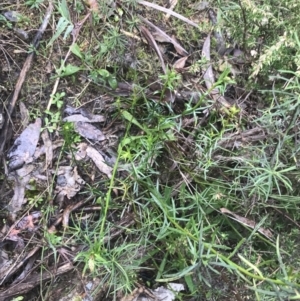 Stackhousia monogyna at Farrer, ACT - 14 Aug 2022