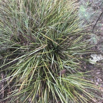 Dianella revoluta var. revoluta (Black-Anther Flax Lily) at Farrer Ridge - 14 Aug 2022 by Tapirlord