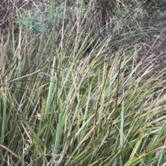 Dianella revoluta var. revoluta at Farrer, ACT - 14 Aug 2022