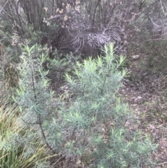 Cassinia longifolia (Shiny Cassinia, Cauliflower Bush) at Farrer, ACT - 14 Aug 2022 by Tapirlord