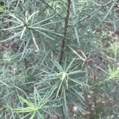 Cassinia longifolia at Farrer, ACT - 14 Aug 2022