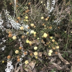 Acacia ulicifolia (Prickly Moses) at Farrer Ridge - 14 Aug 2022 by Tapirlord