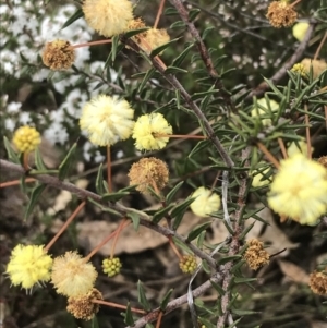 Acacia ulicifolia at Farrer, ACT - 14 Aug 2022 11:14 AM