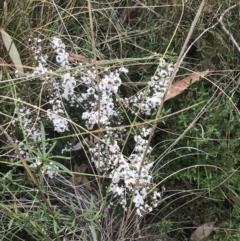 Leucopogon attenuatus (Small-leaved Beard Heath) at Farrer Ridge - 14 Aug 2022 by Tapirlord