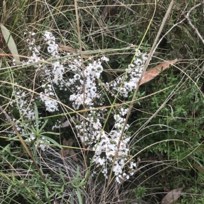 Leucopogon attenuatus (Small-leaved Beard Heath) at Farrer, ACT - 14 Aug 2022 by Tapirlord