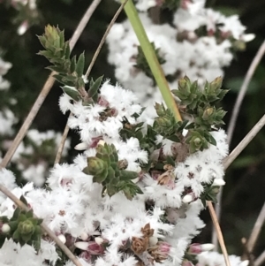 Styphelia attenuata at Farrer, ACT - 14 Aug 2022