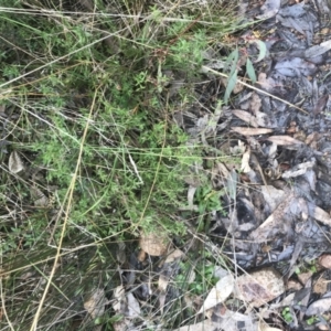 Gonocarpus tetragynus at Farrer, ACT - 14 Aug 2022