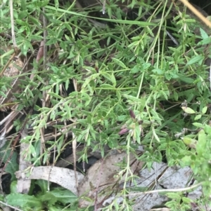 Gonocarpus tetragynus at Farrer, ACT - 14 Aug 2022