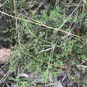 Gonocarpus tetragynus at Farrer, ACT - 14 Aug 2022