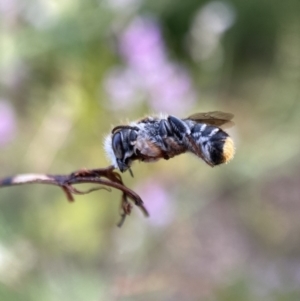 Megachile ferox at Hackett, ACT - 5 Jan 2022 08:05 AM