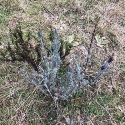 Lavandula stoechas (Spanish Lavender or Topped Lavender) at Red Hill Nature Reserve - 25 Aug 2022 by MichaelMulvaney