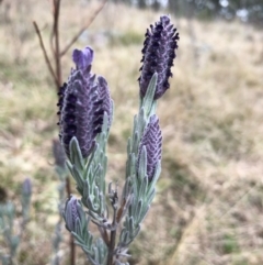 Lavandula stoechas at Garran, ACT - 25 Aug 2022