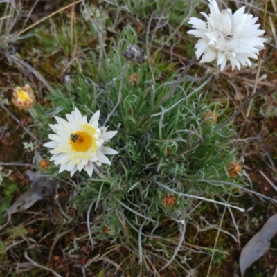Leucochrysum albicans subsp. tricolor (Hoary Sunray) at Molonglo Valley, ACT - 27 Aug 2022 by sangio7