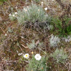 Leucochrysum albicans subsp. tricolor at Molonglo Valley, ACT - 27 Aug 2022