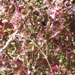 Einadia hastata (Berry Saltbush) at Gigerline Nature Reserve - 27 Aug 2022 by MichaelMulvaney