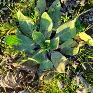 Echium plantagineum at Bungendore, NSW - 26 Aug 2022 04:48 PM