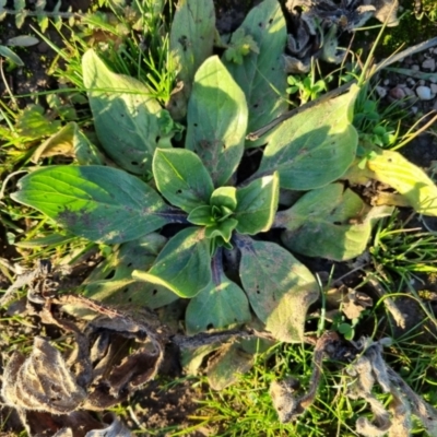 Echium plantagineum (Paterson's Curse) at Bungendore, NSW - 26 Aug 2022 by clarehoneydove