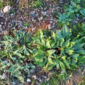 Echium plantagineum at Bungendore, NSW - 26 Aug 2022