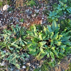 Echium plantagineum at Bungendore, NSW - 26 Aug 2022 04:48 PM