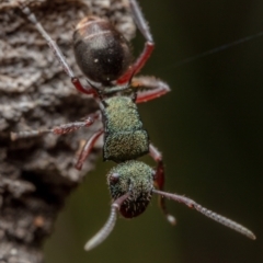 Polyrhachis hookeri (Spiny ant) at Hackett, ACT - 27 Aug 2022 by Boagshoags