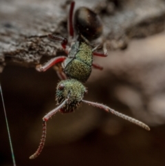 Polyrhachis hookeri at Hackett, ACT - 27 Aug 2022