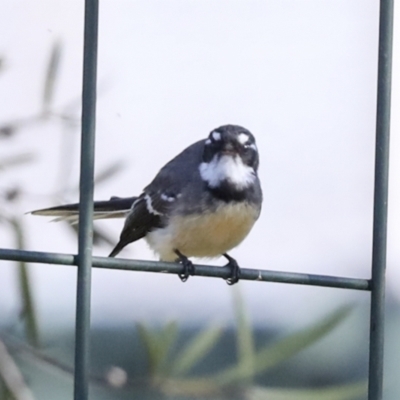 Rhipidura albiscapa (Grey Fantail) at Higgins, ACT - 7 Jul 2022 by AlisonMilton