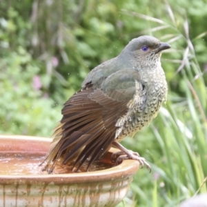 Ptilonorhynchus violaceus at Higgins, ACT - 22 Aug 2022