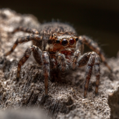 Jotus auripes (Jumping spider) at Hackett, ACT - 27 Aug 2022 by Boagshoags