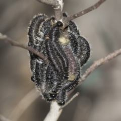 Perga dorsalis (Steel-blue sawfly, spitfire) at McKellar, ACT - 25 Aug 2022 by AlisonMilton