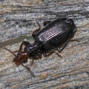 Demetrida sp. (genus) at McKellar, ACT - 25 Aug 2022 01:13 PM