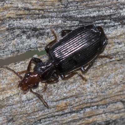Demetrida sp. (genus) (Bark carab beetle) at McKellar, ACT - 25 Aug 2022 by AlisonMilton