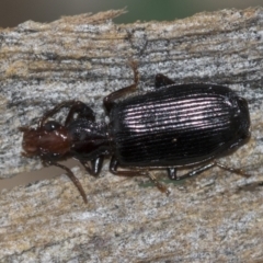 Demetrida sp. (genus) at McKellar, ACT - 25 Aug 2022