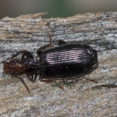 Demetrida sp. (genus) at McKellar, ACT - 25 Aug 2022