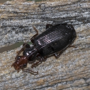 Demetrida sp. (genus) at McKellar, ACT - 25 Aug 2022 01:13 PM