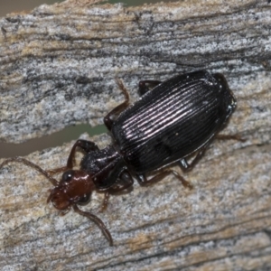 Demetrida sp. (genus) at McKellar, ACT - 25 Aug 2022