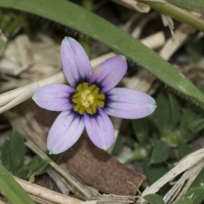 Romulea minutiflora (Small-flowered Onion Grass) at McKellar, ACT - 25 Aug 2022 by AlisonMilton