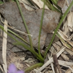 Romulea minutiflora at McKellar, ACT - 25 Aug 2022 01:18 PM