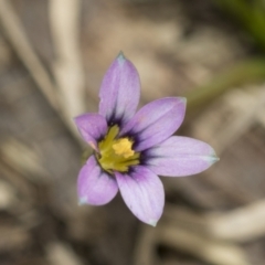 Romulea minutiflora at McKellar, ACT - 25 Aug 2022