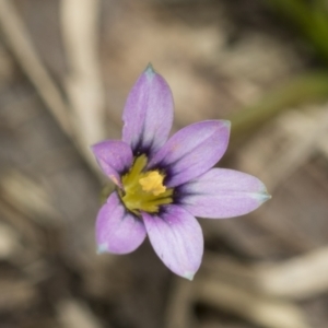 Romulea minutiflora at McKellar, ACT - 25 Aug 2022 01:18 PM