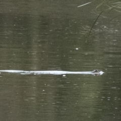 Hydromys chrysogaster (Rakali or Water Rat) at Berrima River Reserve - 18 Aug 2022 by Aussiegall