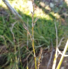 Lepidosperma laterale (Variable Sword Sedge) at The Pinnacle - 23 Aug 2022 by sangio7
