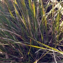 Lepidosperma laterale at Hawker, ACT - 24 Aug 2022 09:25 AM