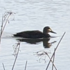 Anas superciliosa (Pacific Black Duck) at Mawson Ponds - 22 Jul 2022 by dougsky