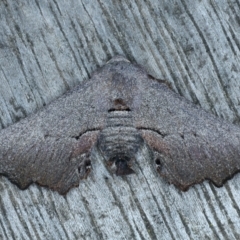 Amphiclasta lygaea (Ragged Geometrid) at Ainslie, ACT - 28 Aug 2022 by jb2602