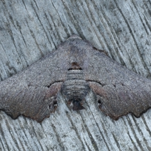 Amphiclasta lygaea at Ainslie, ACT - 28 Aug 2022