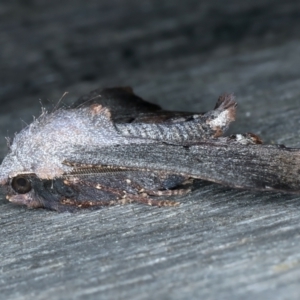 Amphiclasta lygaea at Ainslie, ACT - 28 Aug 2022