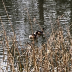 Tachybaptus novaehollandiae (Australasian Grebe) at Mawson Ponds - 22 Jul 2022 by dougsky