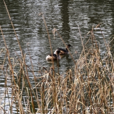 Tachybaptus novaehollandiae (Australasian Grebe) at Mawson Ponds - 23 Jul 2022 by dougsky