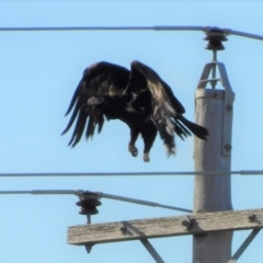 Aquila audax (Wedge-tailed Eagle) at Jerrabomberra, ACT - 24 Aug 2022 by CallumBraeRuralProperty