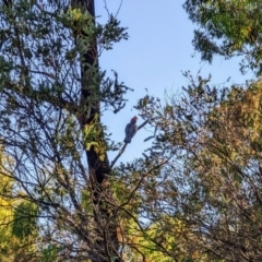 Callocephalon fimbriatum (Gang-gang Cockatoo) at Phillip, ACT - 2 Jan 2022 by dougsky